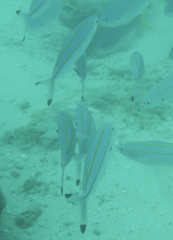 Caesio caerulaurea