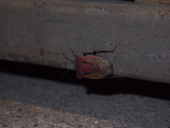 Chalcopis glandulosa