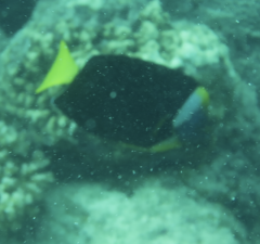 Chaetodontoplus meredithi