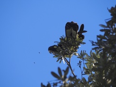 Zanda funerea funerea