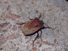 Chalcopis glandulosa