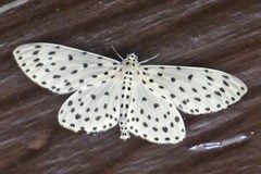 Percnia