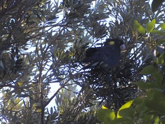 Zanda funerea funerea