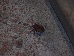 Chalcopis glandulosa