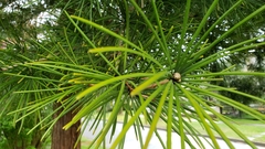 Sciadopitys verticillata