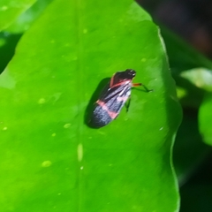 Maxantonia