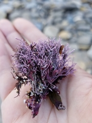 Lithothrix aspergillum