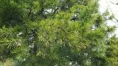 Sciadopitys verticillata