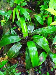 Disteganthus basilateralis