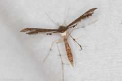 Michaelophorus indentatus