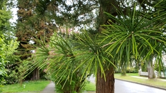 Sciadopitys verticillata