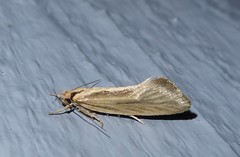 Tingena chloradelpha