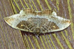 Cyclidia orciferaria