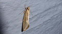 Tingena chloradelpha