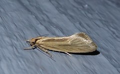 Tingena chloradelpha