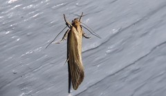 Tingena chloradelpha