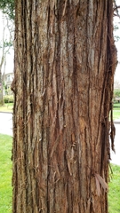 Sciadopitys verticillata