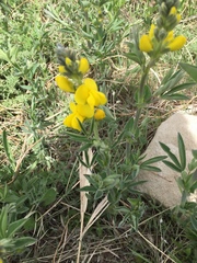 Thermopsis divaricarpa