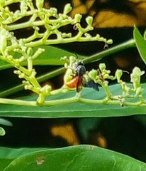 Euaspis polynesia