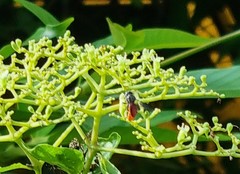 Euaspis polynesia