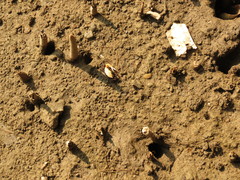 Austruca triangularis