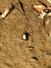 Austruca triangularis