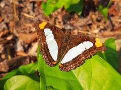 Adelpha serpa