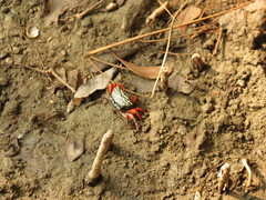 Paraleptuca splendida