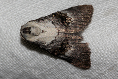 Acatapaustus leucospila