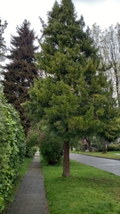 Sciadopitys verticillata