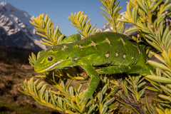 Naultinus gemmeus