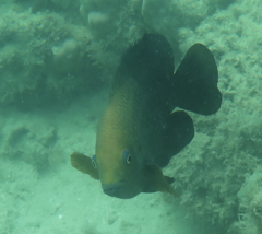 Hemiglyphidodon plagiometopon