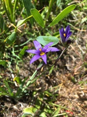 Sisyrinchium idahoense