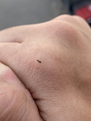 Klambothrips myopori