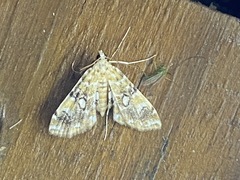 Elophila faulalis