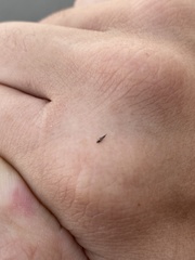 Klambothrips myopori