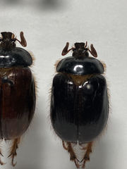 Pleocoma dubitabilis dubitabilis