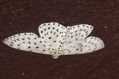 Percnia