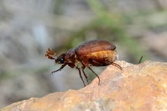 Maladera holosericea