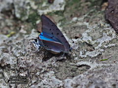 Pseudolycaena damo