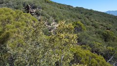 Cercocarpus betuloides betuloides