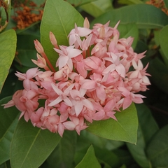 Ixora coccinea