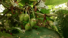 Iochroma fuchsioides