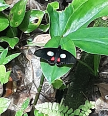 Parides anchises nephalion