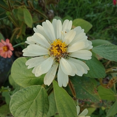 Zinnia elegans