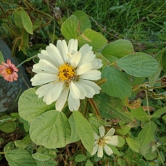 Zinnia elegans
