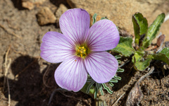 Oxalis laciniata