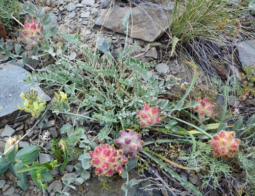 oval-fruited yellow milk-vetch (Astragalus ellipsoideus)