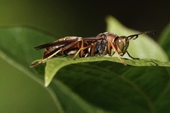 Polistes dorsalis dorsalis