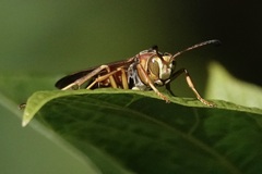 Polistes dorsalis dorsalis